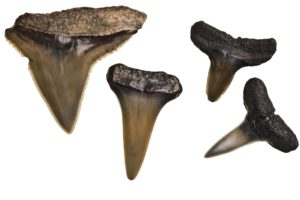 Fossil Teeth 300x200