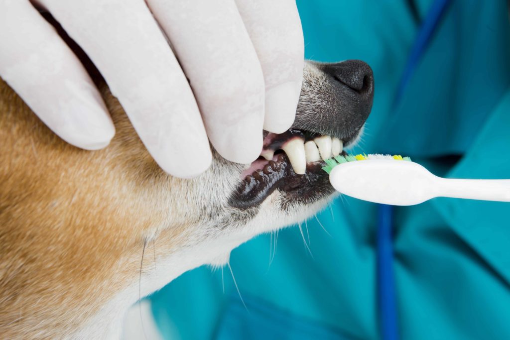 teeth dogs cleaning